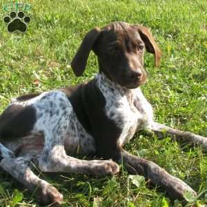 Brittany, German Shorthaired Pointer Puppy